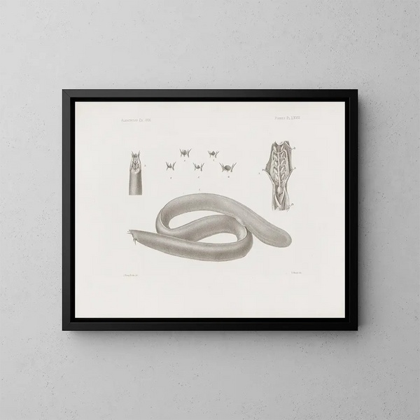 Memories of the Harvard College Museum of Comparative Zoology Pl68 - Harvard University Museum of Comparative Zoology — framed artwork on a wall