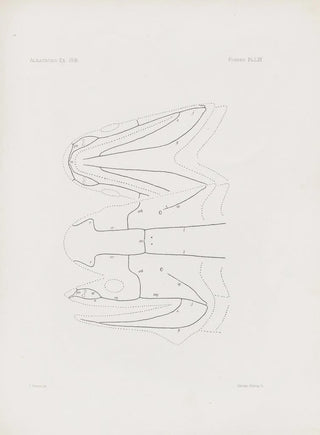 Harvard University Museum of Comparative Zoology - Memoirs of the Museum of Comparative Zoology at Harvard College Pl70.webp