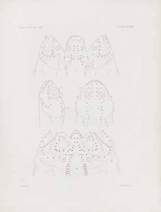 Harvard University Museum of Comparative Zoology - Memoirs of the Museum of Comparative Zoology at Harvard College Pl71.webp