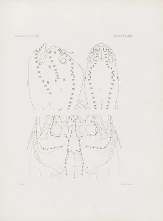 Harvard University Museum of Comparative Zoology - Memoirs of the Museum of Comparative Zoology at Harvard College Pl73.webp