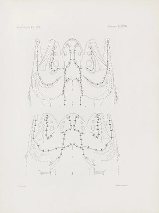 Harvard University Museum of Comparative Zoology - Memoirs of the Museum of Comparative Zoology at Harvard College Pl76.webp