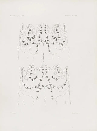 Harvard University Museum of Comparative Zoology - Memoirs of the Museum of Comparative Zoology at Harvard College Pl79.webp