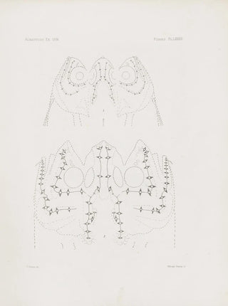 Harvard University Museum of Comparative Zoology - Memoirs of the Museum of Comparative Zoology at Harvard College Pl83.webp