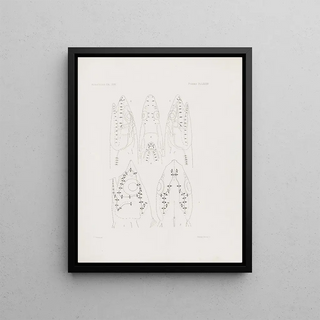 Harvard University Museum of Comparative Zoology - Memoirs of the Museum of Comparative Zoology at Harvard College Pl84.webp