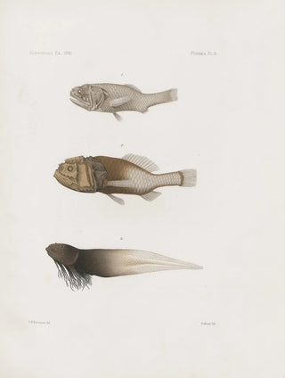 Harvard University Museum of Comparative Zoology - Memoirs of the Museum of Comparative Zoology at Harvard College Pl88.webp