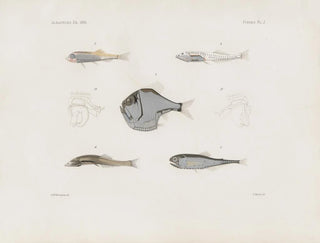 Harvard University Museum of Comparative Zoology - Memoirs of the Museum of Comparative Zoology at Harvard College Pl93.webp