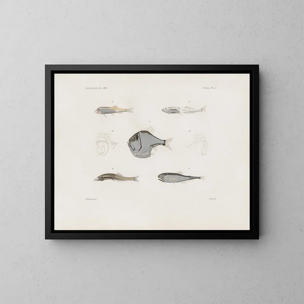 Memorias del Museo de zoología comparada de Harvard College Pl93 - Museo de Zoología Comparada de la Universidad de Harvard — cuadro enmarcado en la pared