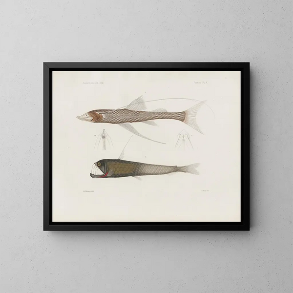 Memorias del Museo de zoología comparada de Harvard College Pl94 - Museo de Zoología Comparada de la Universidad de Harvard — cuadro enmarcado en la pared