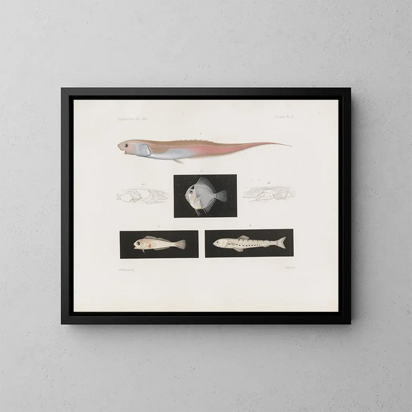 Memorias del Museo de zoología comparada de Harvard College Pl95 - Museo de Zoología Comparada de la Universidad de Harvard — cuadro enmarcado en la pared