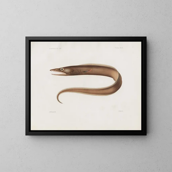 Memorias del Museo de zoología comparada de Harvard College Pl97 - Museo de Zoología Comparada de la Universidad de Harvard — cuadro enmarcado en la pared