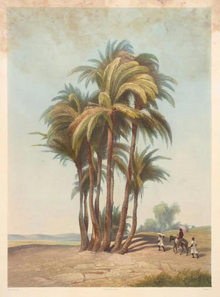 Hector Horeau - Bouquet de palmiers Cluster of palm trees.webp