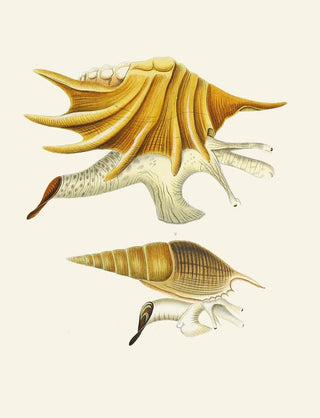 Heinrich Carl Kster - Die Flugelschnecken Strombea Pl02.webp