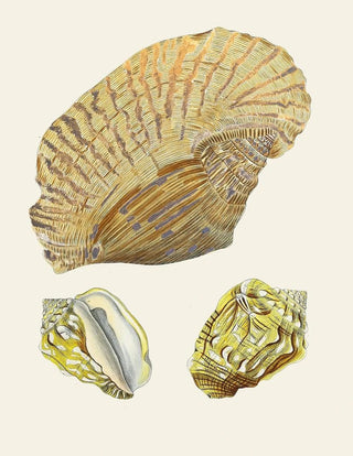 Heinrich Carl Kster - Die Flugelschnecken Strombea Pl04.webp