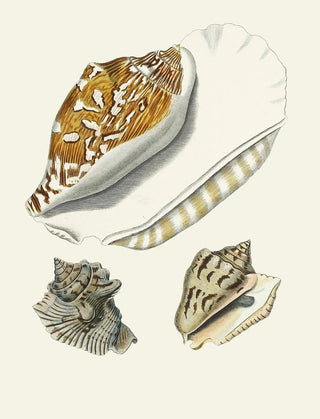 Heinrich Carl Kster - Die Flugelschnecken Strombea Pl05.webp