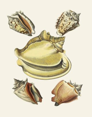 Heinrich Carl Kster - Die Flugelschnecken Strombea Pl06.webp