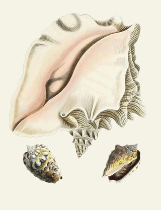 Heinrich Carl Kster - Die Flugelschnecken Strombea Pl09.webp