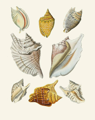 Heinrich Carl Kster - Die Flugelschnecken Strombea Pl11.webp