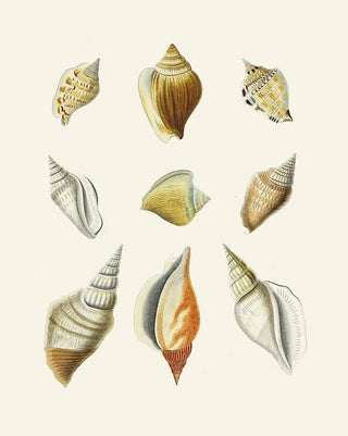 Heinrich Carl Kster - Die Flugelschnecken Strombea Pl12.webp