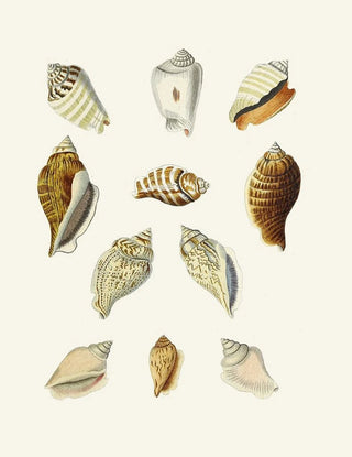 Heinrich Carl Kster - Die Flugelschnecken Strombea Pl13.webp