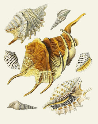 Heinrich Carl Kster - Die Flugelschnecken Strombea Pl15.webp
