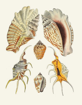 Heinrich Carl Kster - Die Flugelschnecken Strombea Pl16.webp