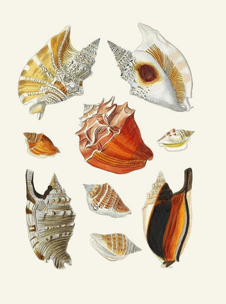 Heinrich Carl Kster - Die Flugelschnecken Strombea Pl17.webp