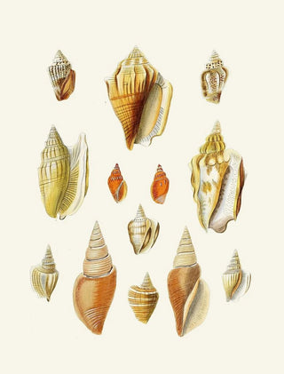 Heinrich Carl Kster - Die Flugelschnecken Strombea Pl18.webp