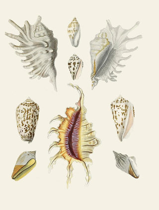 Heinrich Carl Kster - Die Flugelschnecken Strombea Pl19.webp