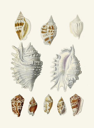 Heinrich Carl Kster - Die Flugelschnecken Strombea Pl20.webp