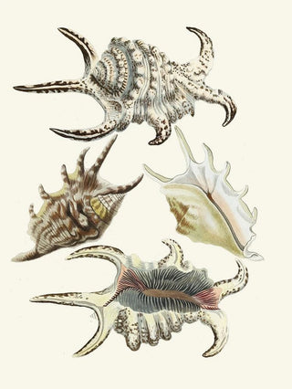 Heinrich Carl Kster - Die Flugelschnecken Strombea Pl21.webp