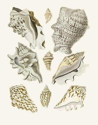 Heinrich Carl Kster - Die Flugelschnecken Strombea Pl23.webp