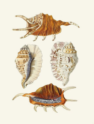 Heinrich Carl Kster - Die Flugelschnecken Strombea Pl24.webp