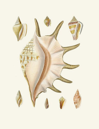 Heinrich Carl Kster - Die Flugelschnecken Strombea Pl25.webp