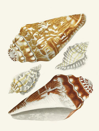 Heinrich Carl Kster - Die Flugelschnecken Strombea Pl27.webp