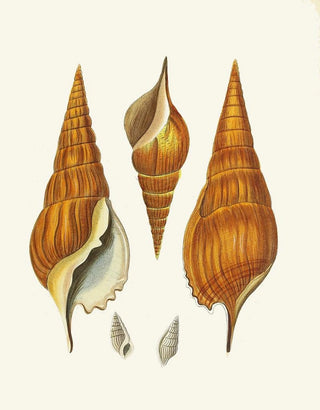 Heinrich Carl Kster - Die Flugelschnecken Strombea Pl28.webp