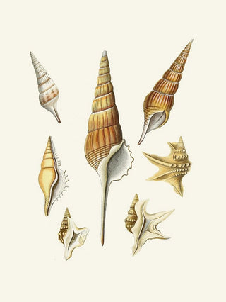 Heinrich Carl Kster - Die Flugelschnecken Strombea Pl29.webp
