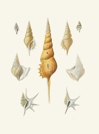 Heinrich Carl Kster - Die Flugelschnecken Strombea Pl30.webp