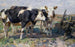 Cows in a Field - Heinrich von Zügel — artwork view