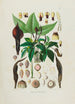 Aroideae Maximilianae Pl01 - Heinrich Wilhelm Schott — vista de la obra