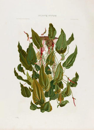 Heinrich Wilhelm Schott - Aroideae Maximilianae Pl04.webp