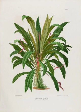 Heinrich Wilhelm Schott - Aroideae Maximilianae Pl06.webp