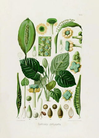 Heinrich Wilhelm Schott - Aroideae Maximilianae Pl13.webp