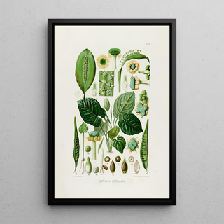 Heinrich Wilhelm Schott - Aroideae Maximilianae Pl13.webp