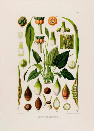 Heinrich Wilhelm Schott - Aroideae Maximilianae Pl14.webp