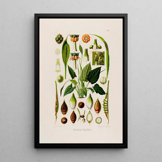 Heinrich Wilhelm Schott - Aroideae Maximilianae Pl14.webp