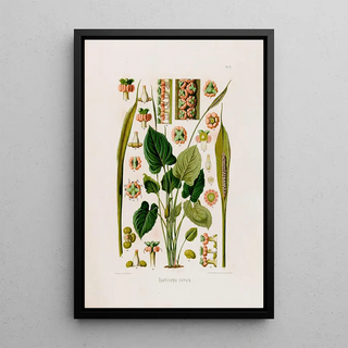 Heinrich Wilhelm Schott - Aroideae Maximilianae Pl15.webp