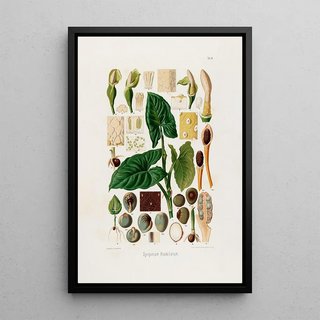 Heinrich Wilhelm Schott - Aroideae Maximilianae Pl18.webp