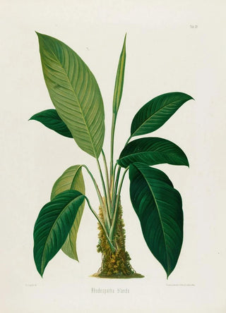 Heinrich Wilhelm Schott - Aroideae Maximilianae Pl29.webp