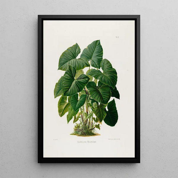 Aroideae Maximilianae Pl31 - Heinrich Wilhelm Schott — framed artwork on a wall