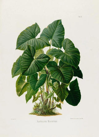 Heinrich Wilhelm Schott - Aroideae Maximilianae Pl31.webp